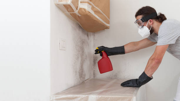 Basement Mold Remediation treatment on basement walls in Huntington Station